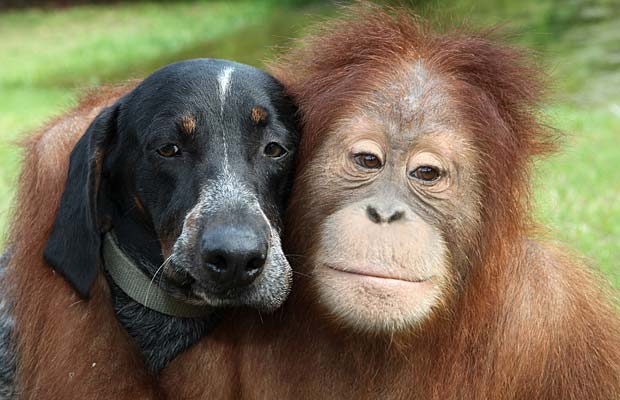 Un orangután y un perro