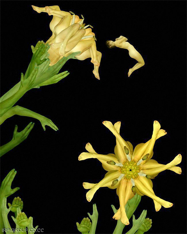 cecelia-webber-flores-a-la-humana Quiero Algo Diferente (17)